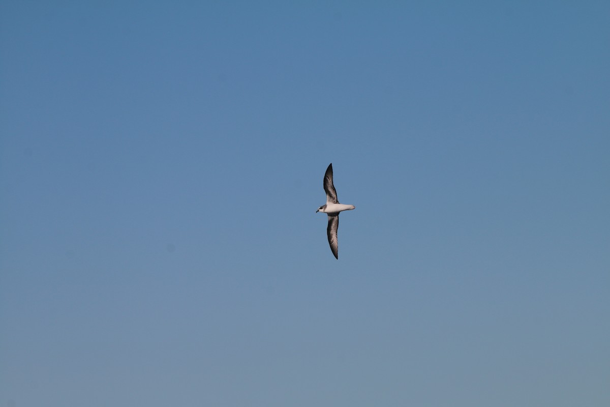 Soft-plumaged Petrel - ML636654370