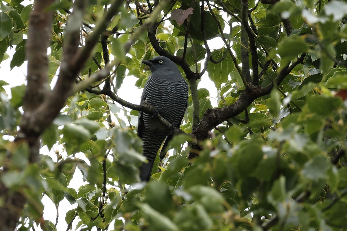 Barred Cuckooshrike - ML636654374