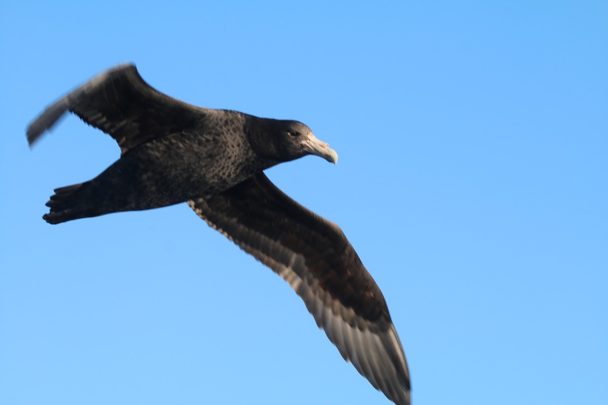 Southern Giant-Petrel - ML636654393