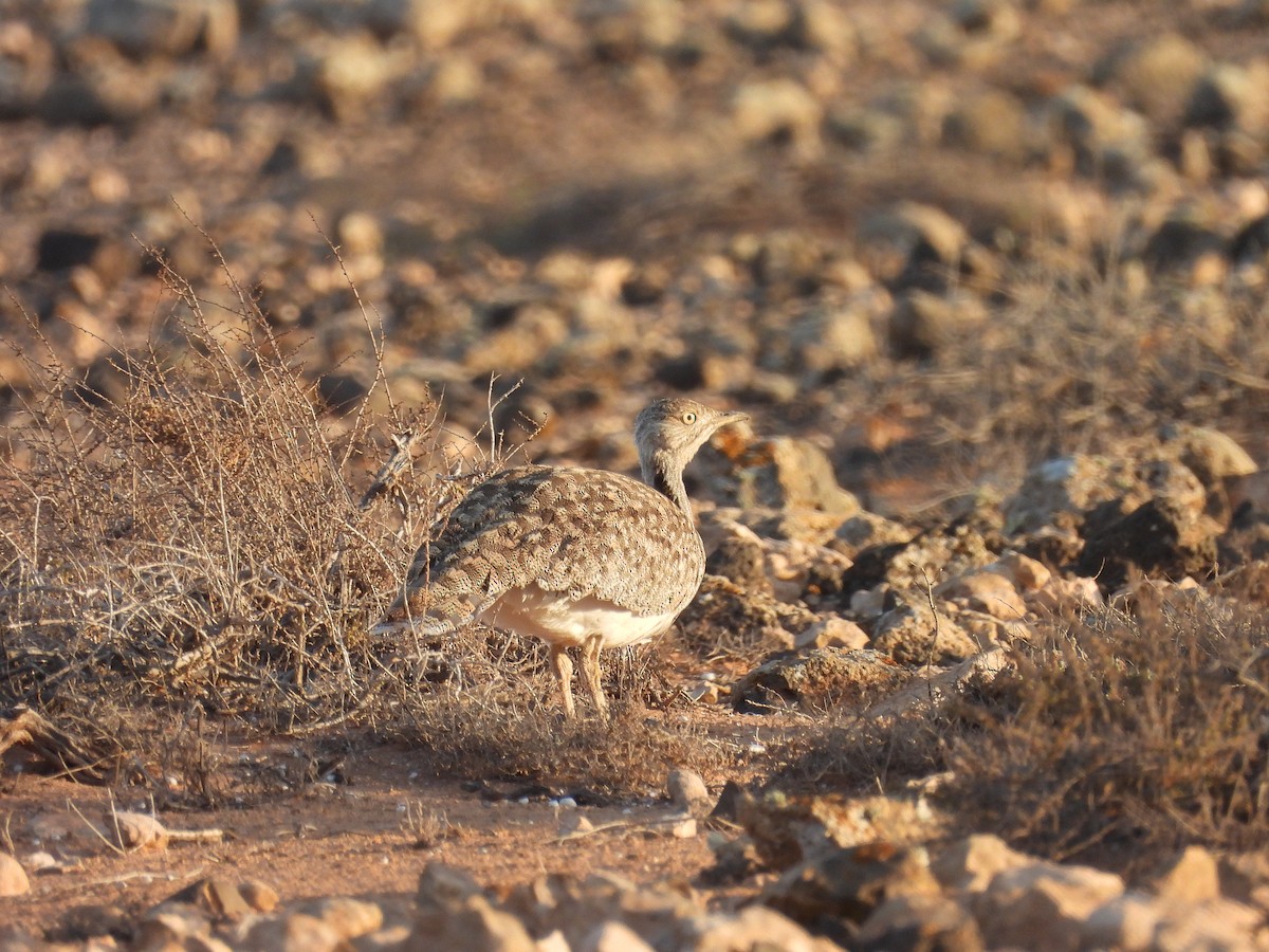 African Houbara (Canary Is.) - ML636654492