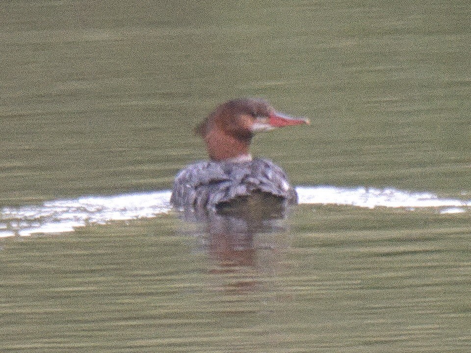 カワアイサ（americanus） - ML636654498