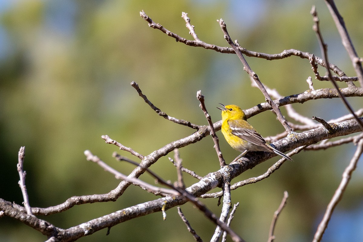 マツアメリカムシクイ - ML636654524