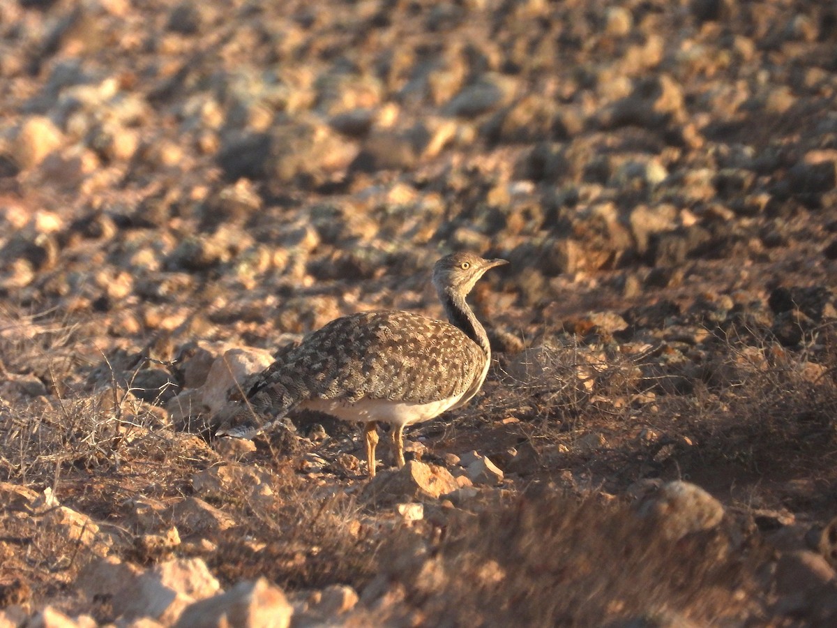 African Houbara (Canary Is.) - ML636654528