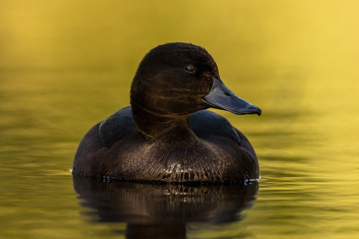 New Zealand Scaup - ML636654571