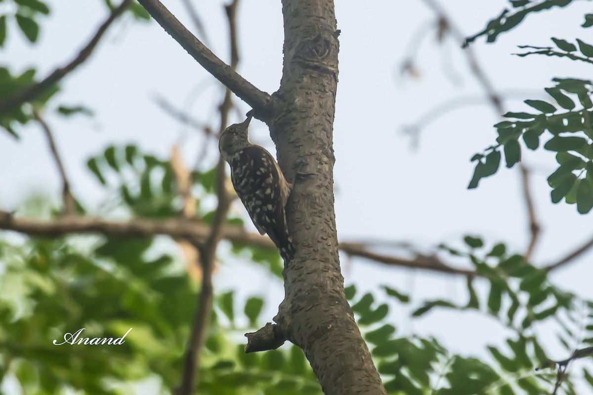 Brown-capped Pygmy Woodpecker - ML636654588
