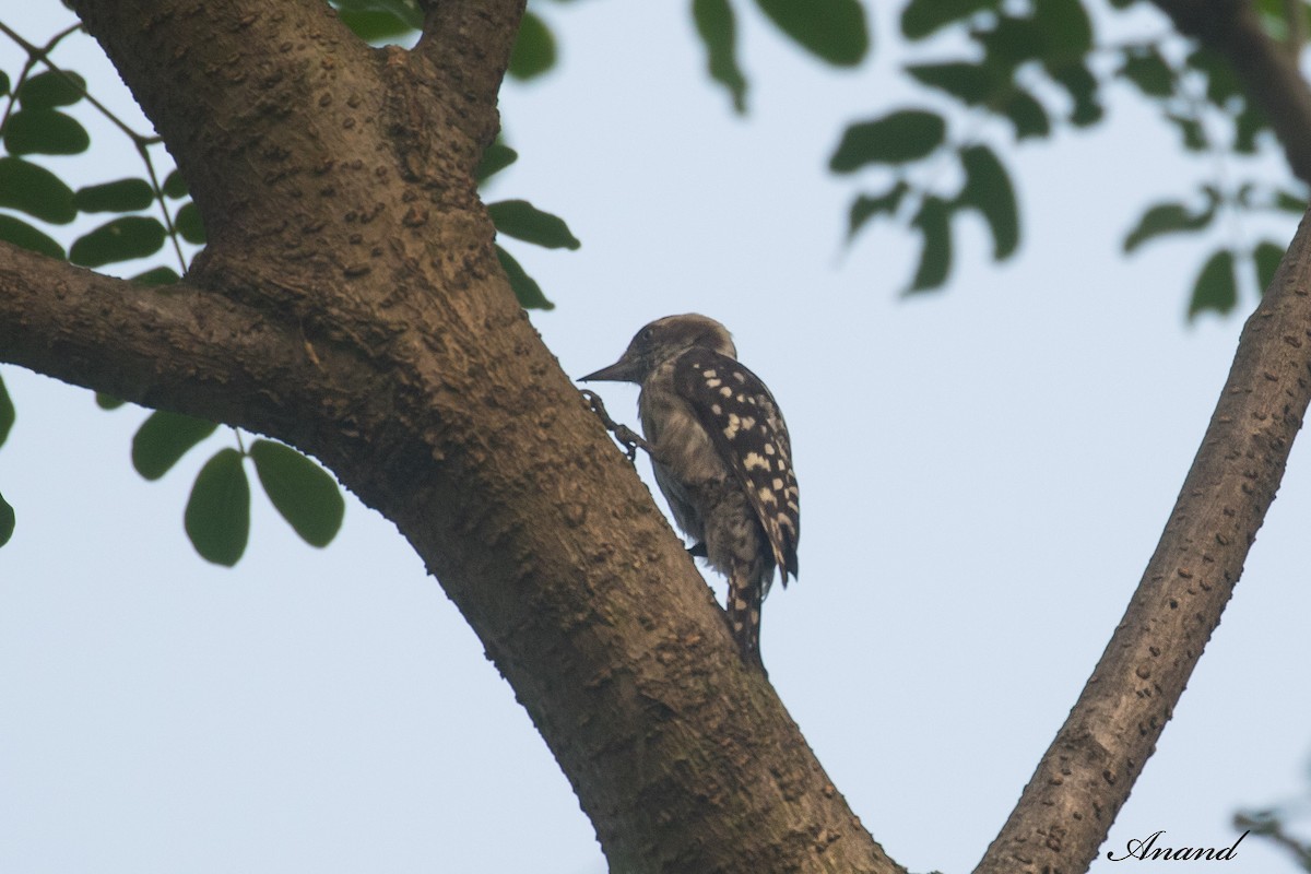 Brown-capped Pygmy Woodpecker - ML636654597