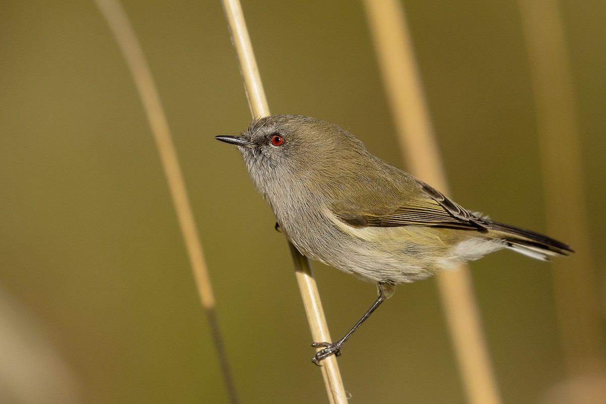 Gray Gerygone - ML636654646
