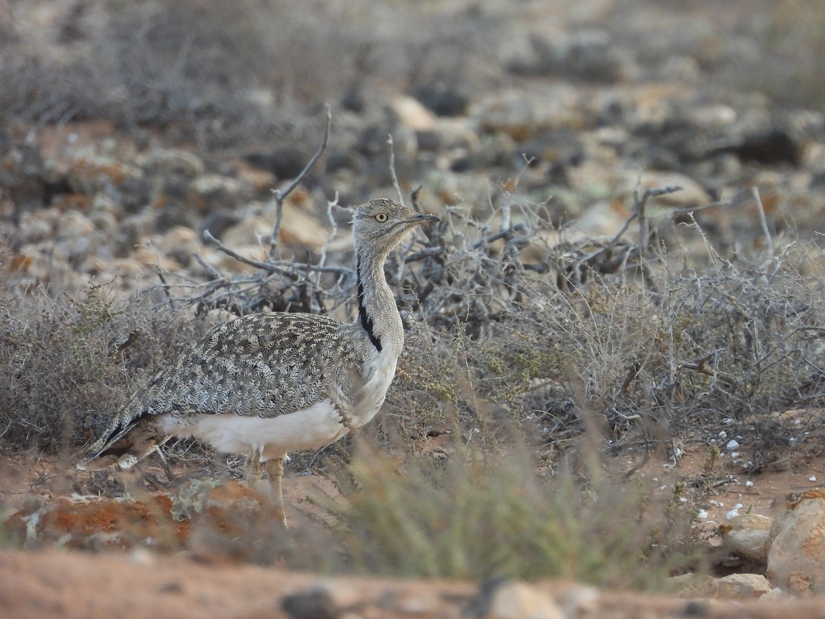 African Houbara (Canary Is.) - ML636654649