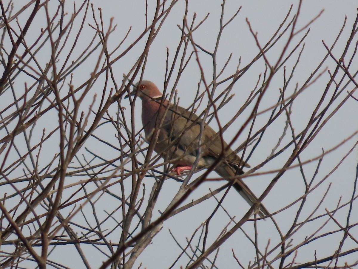 Sunda Collared-Dove - ML636654737