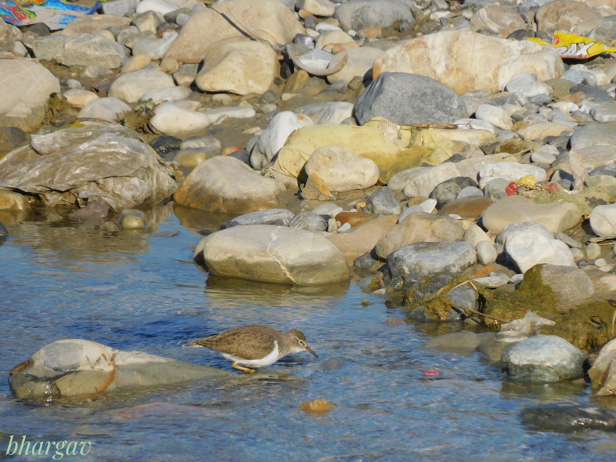 Common Sandpiper - ML636654740