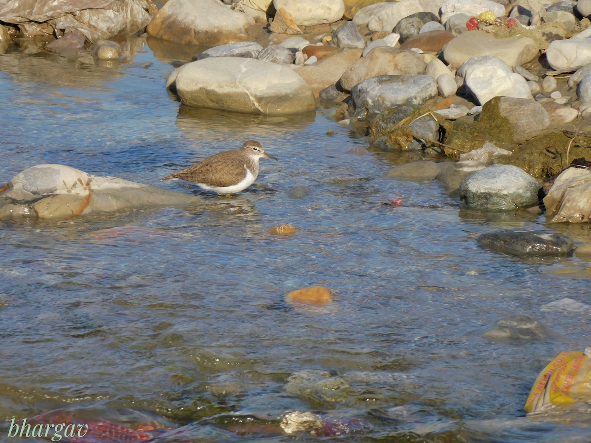 Common Sandpiper - ML636654741