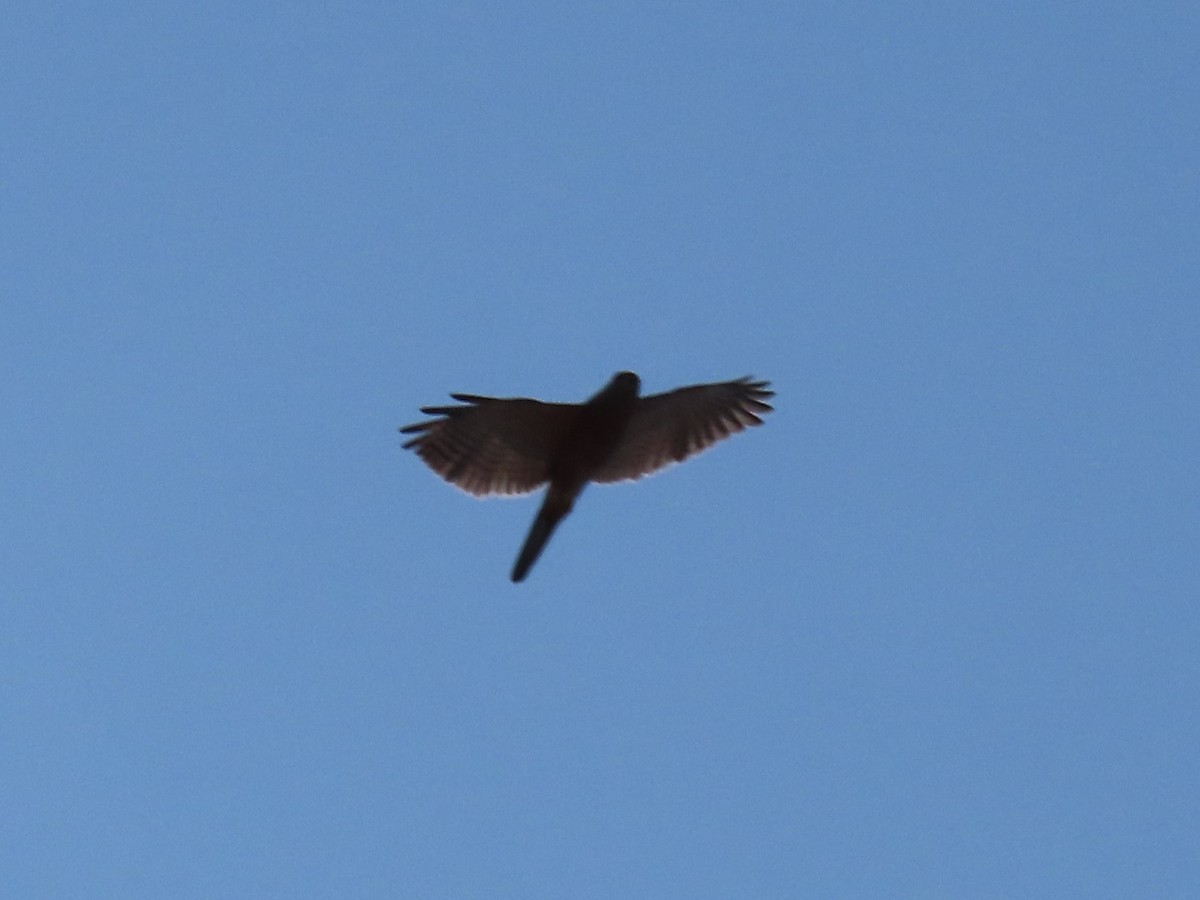 Variable Goshawk - ML636654767