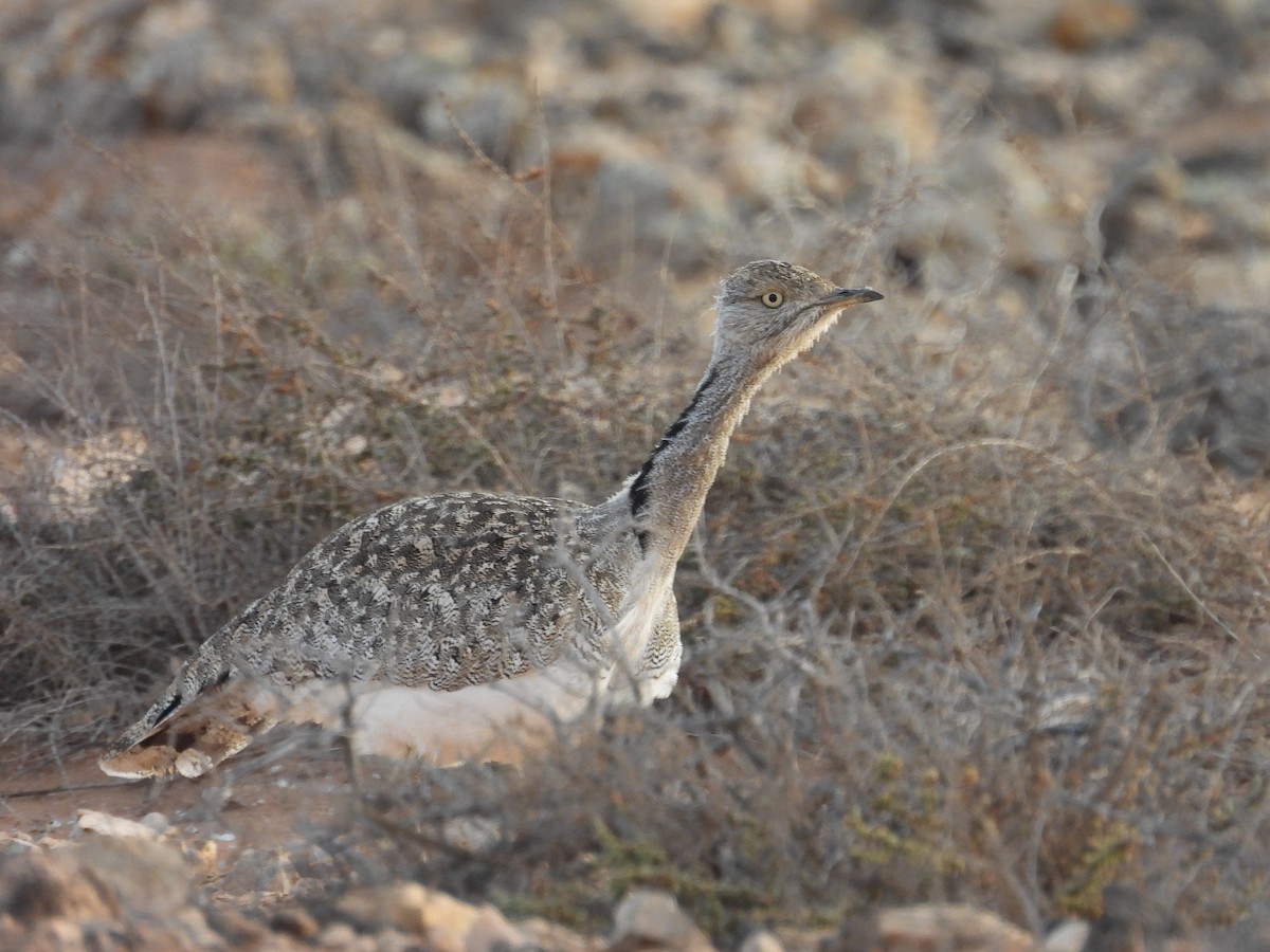African Houbara (Canary Is.) - ML636654794