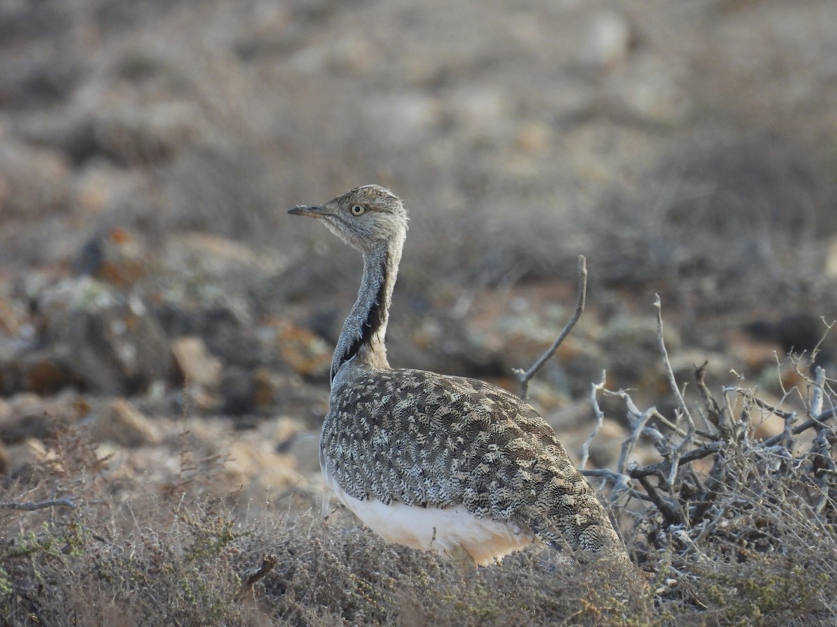African Houbara (Canary Is.) - ML636654826