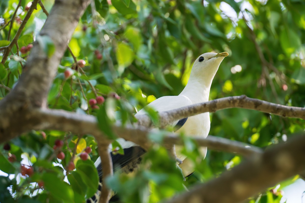 Torresian Imperial-Pigeon - ML636654851