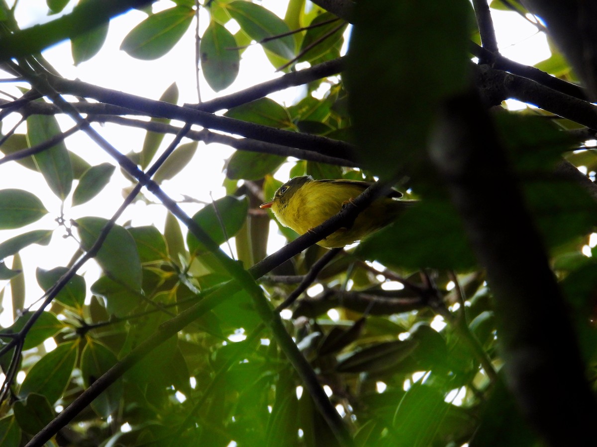 White-spectacled Warbler - ML636655113