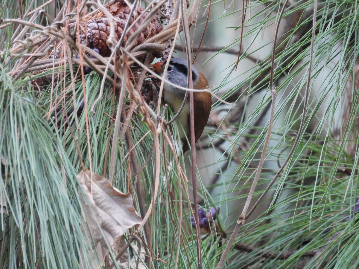 Gray-headed Parrotbill - ML636655292