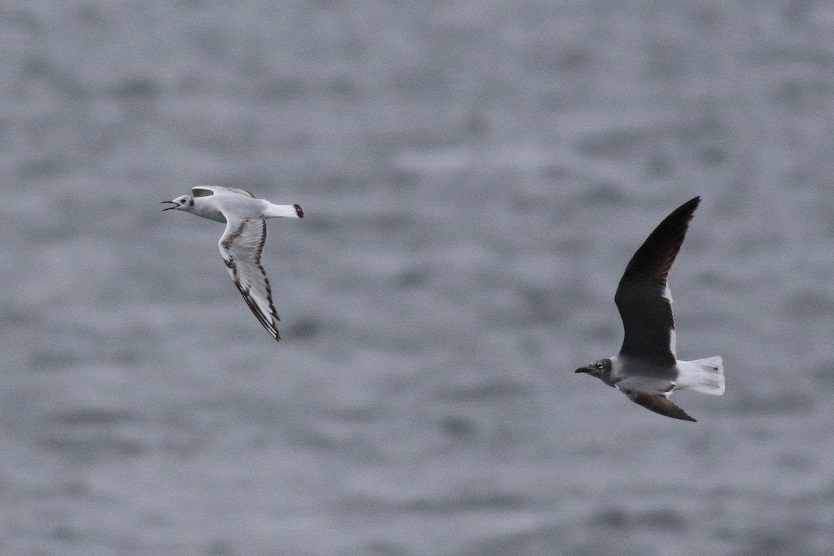 Bonaparte's Gull - ML636655305