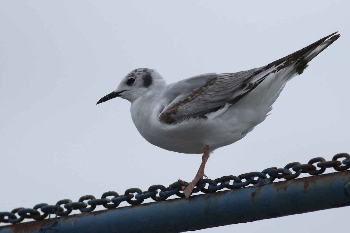 Bonaparte's Gull - ML636655322