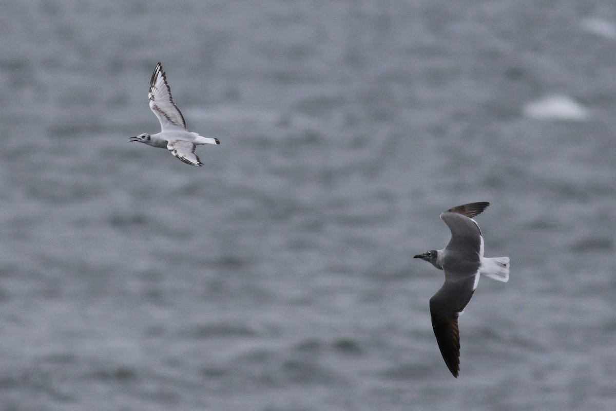 Bonaparte's Gull - ML636655338