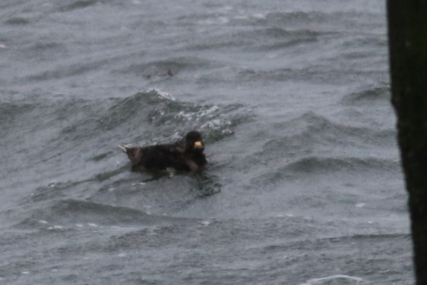 Black Scoter - ML636655341