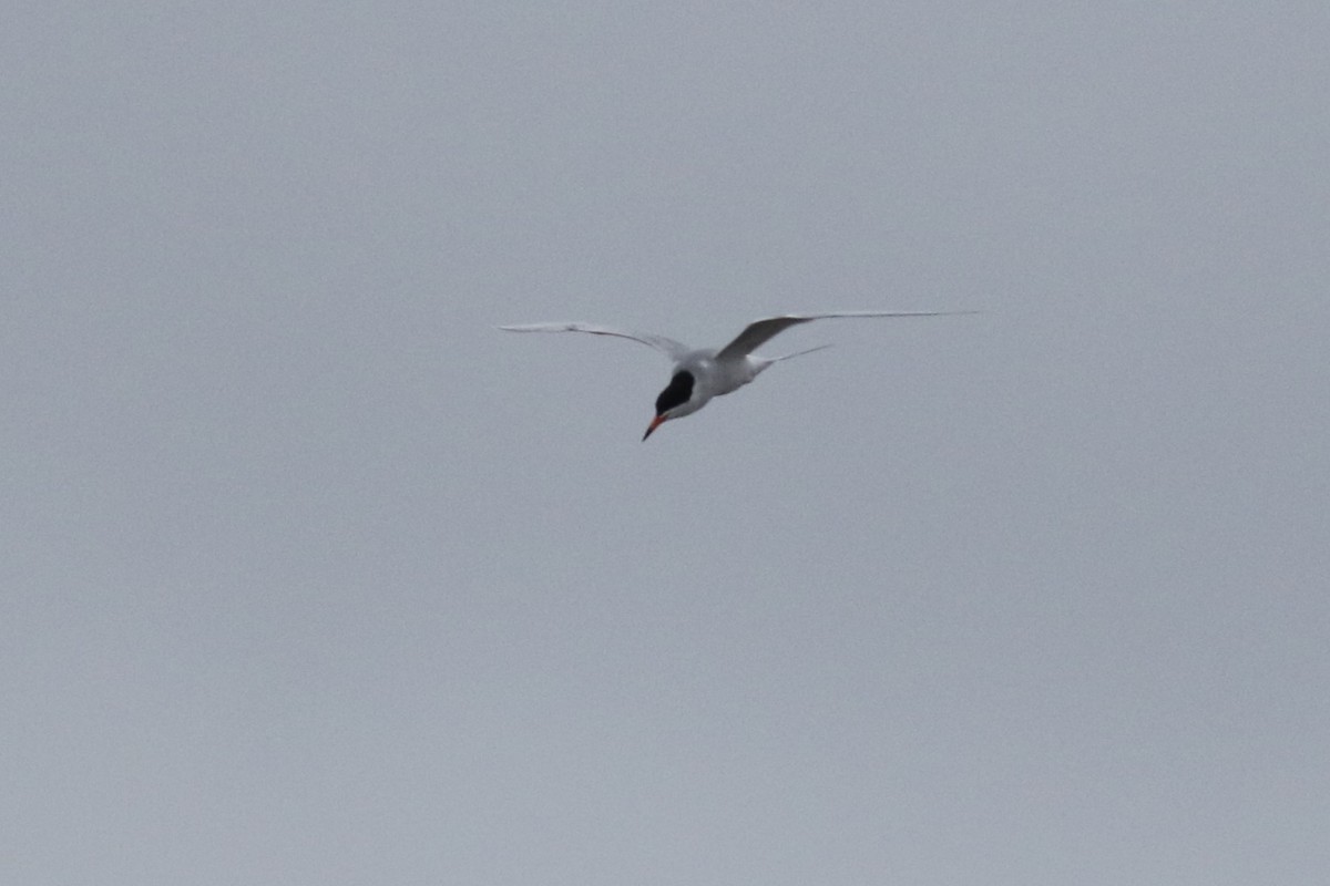 Forster's Tern - ML636655348