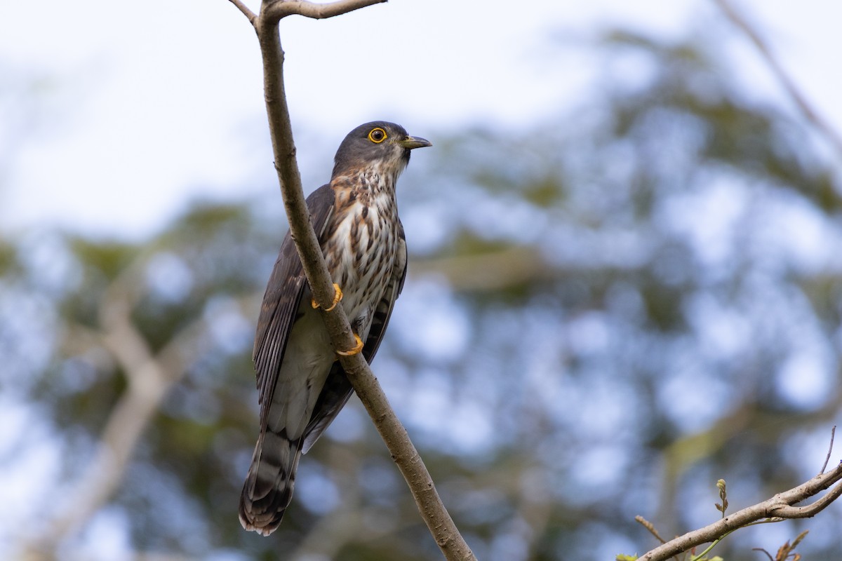 Hodgson's Hawk-Cuckoo - ML636655407