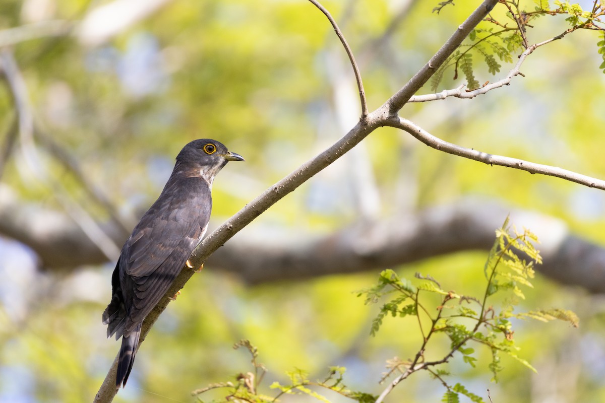 Hodgson's Hawk-Cuckoo - ML636655408