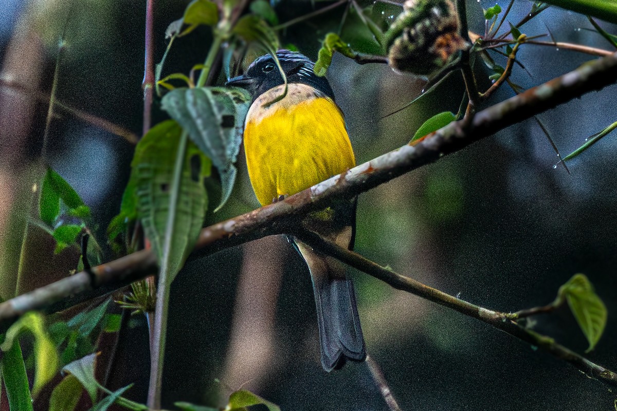 Buff-breasted Mountain Tanager - ML636655452
