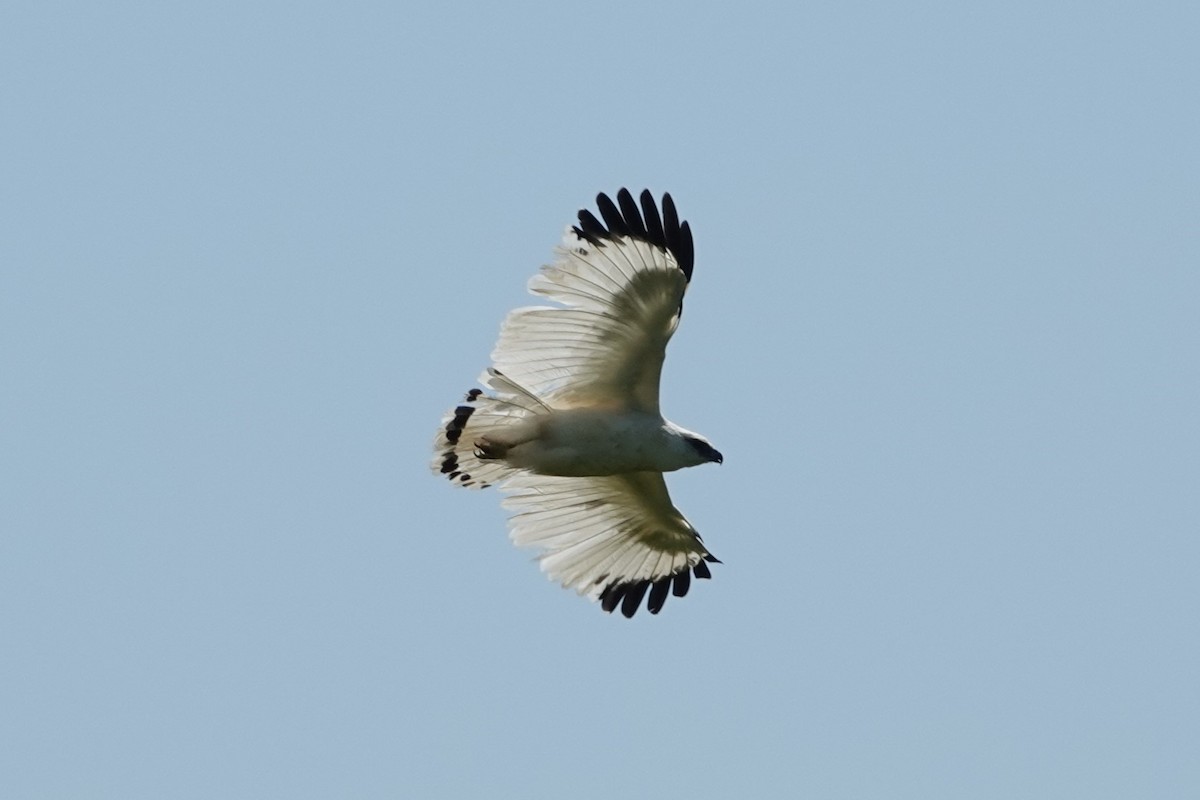 White Hawk - ML636655524