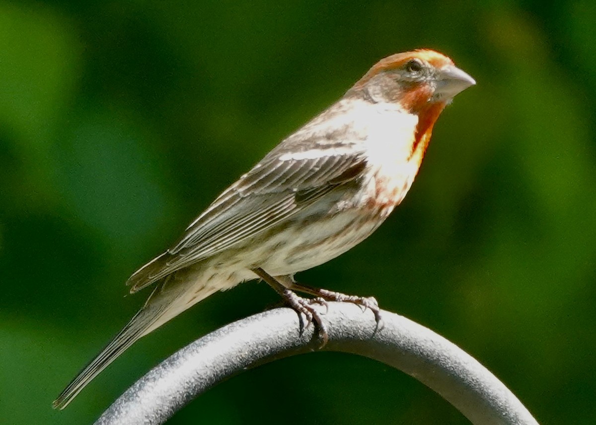 House Finch - ML636655554
