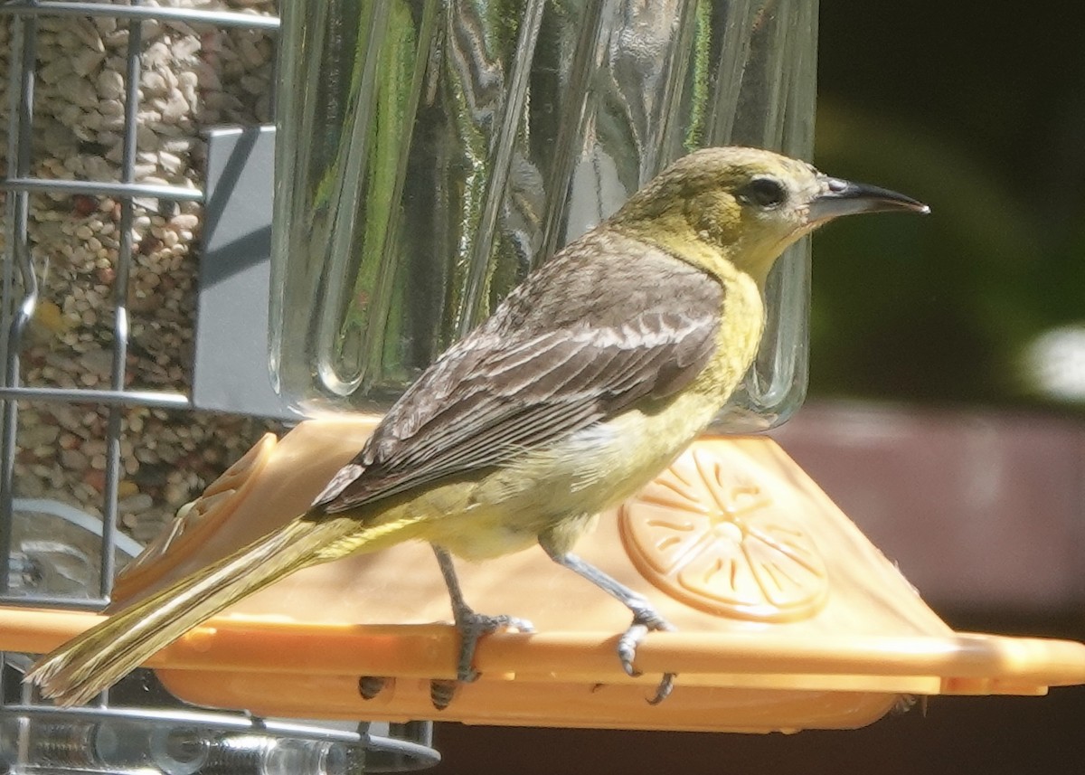 Hooded Oriole - ML636655555