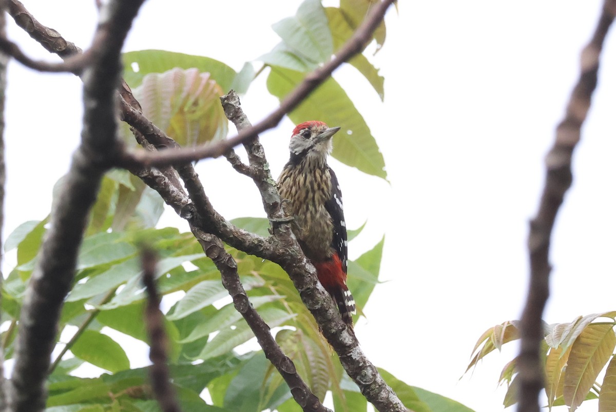 Stripe-breasted Woodpecker - ML636655643