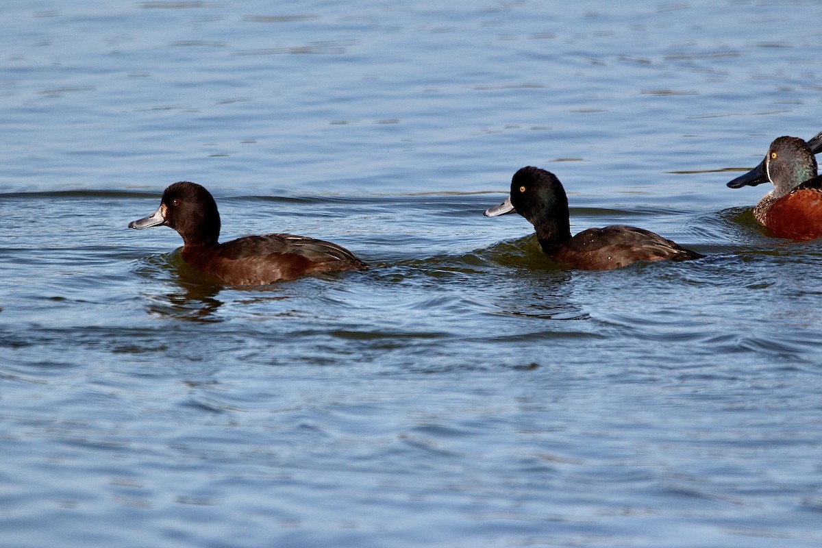 New Zealand Scaup - ML636655677