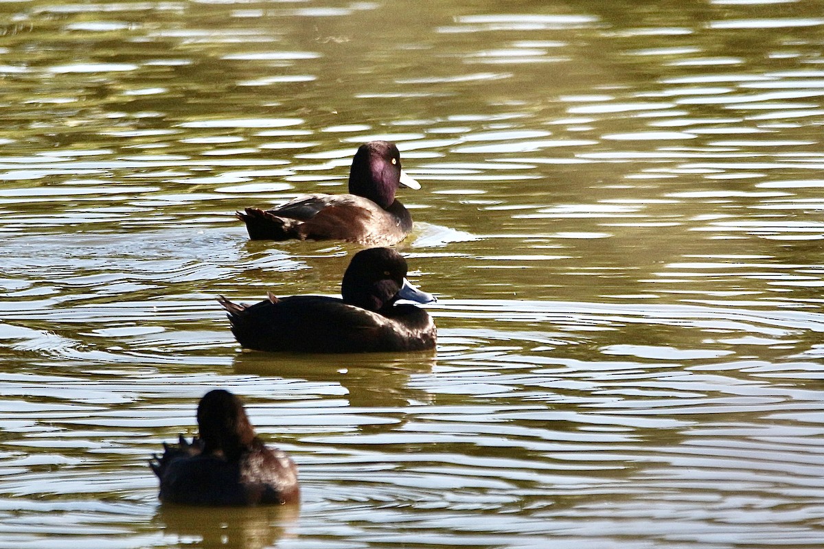 New Zealand Scaup - ML636655678