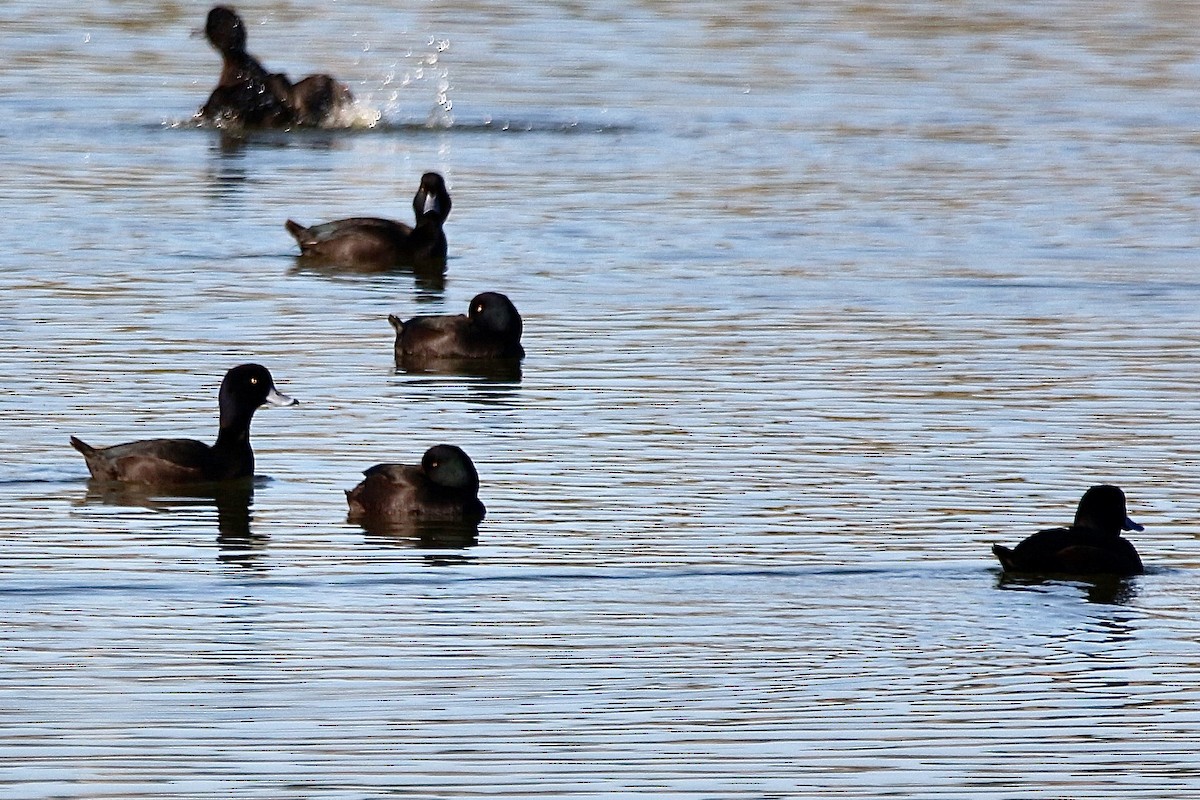 New Zealand Scaup - ML636655679