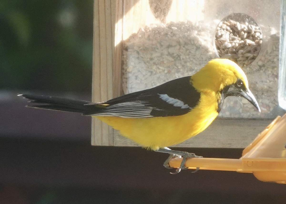Hooded Oriole - ML636655690