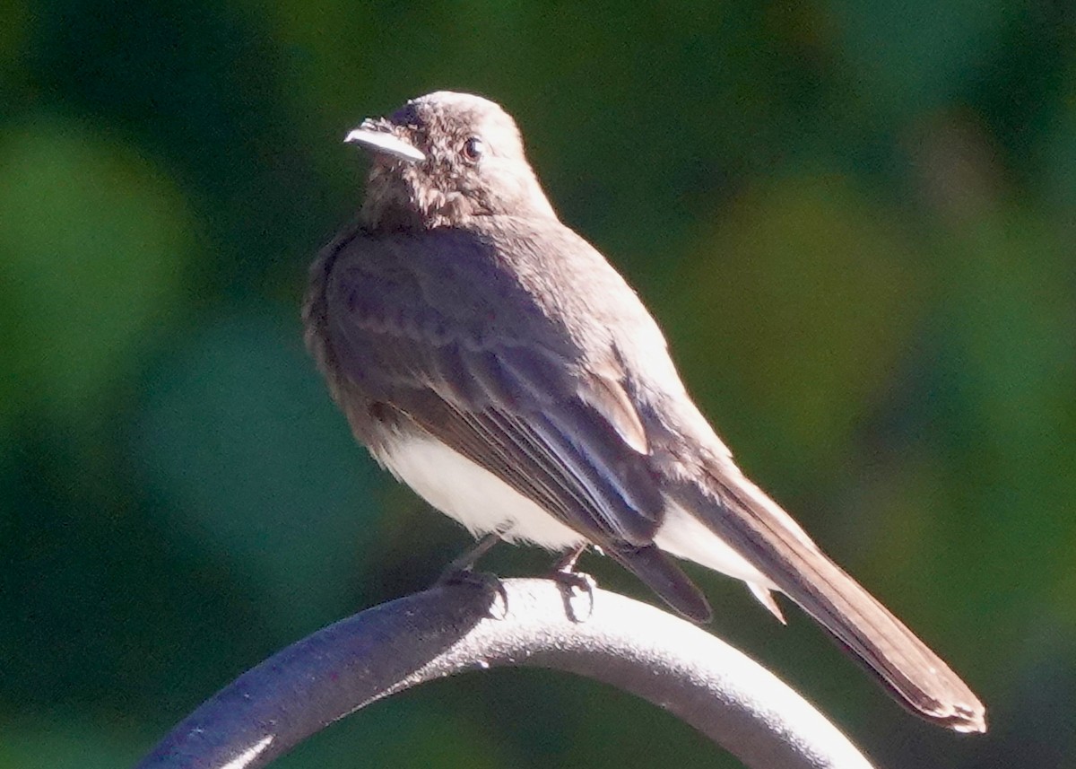 Black Phoebe - ML636655695