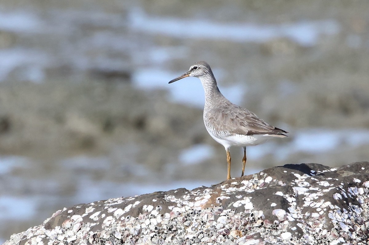 Gray-tailed Tattler - ML636655706