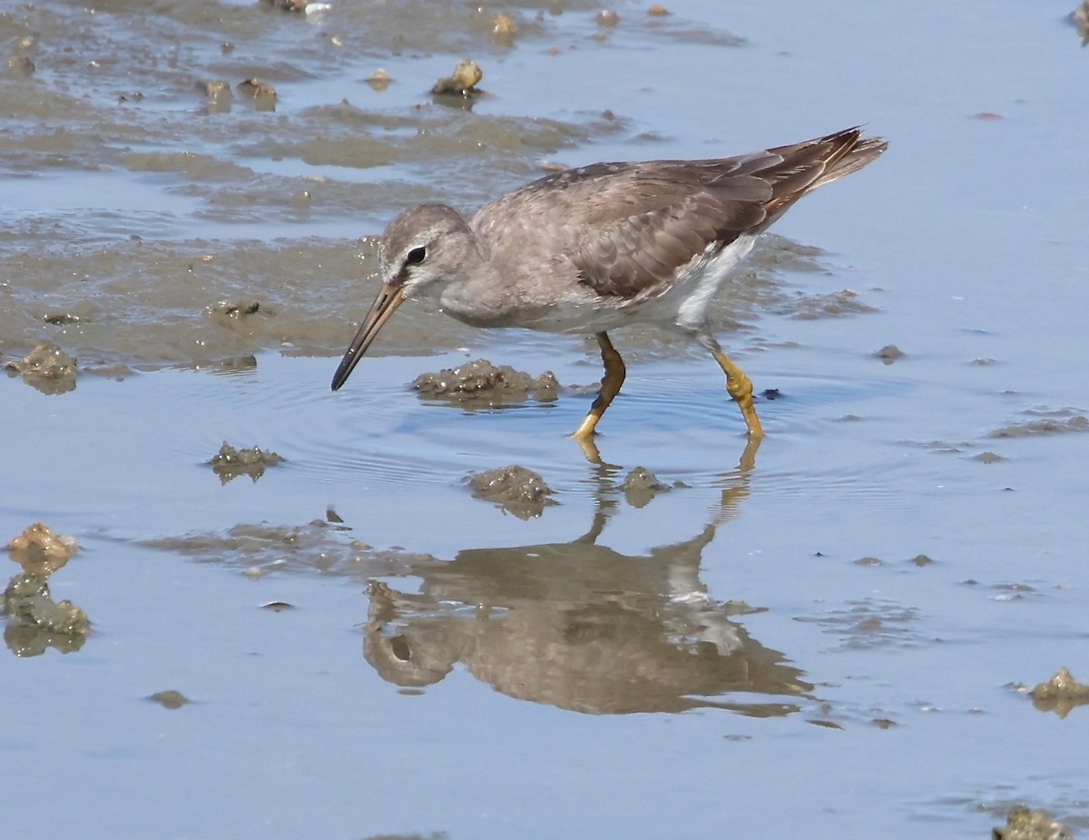Gray-tailed Tattler - ML636655707