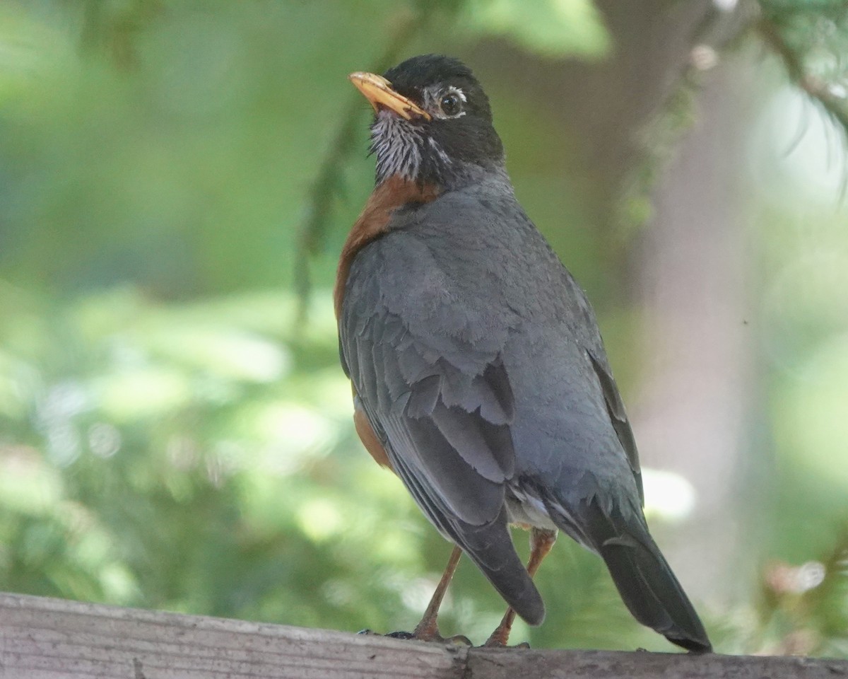 American Robin - ML636655765