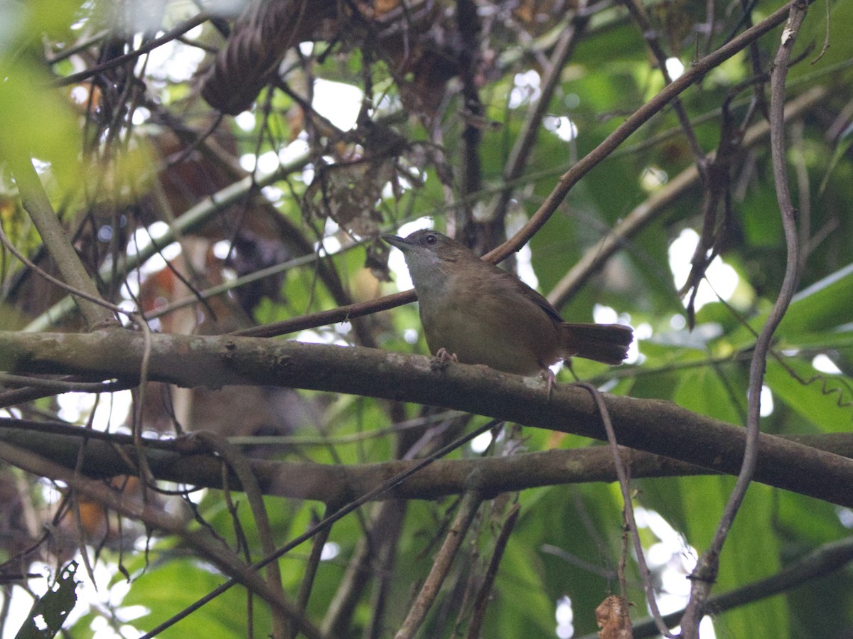 Abbott's Babbler - ML636655786