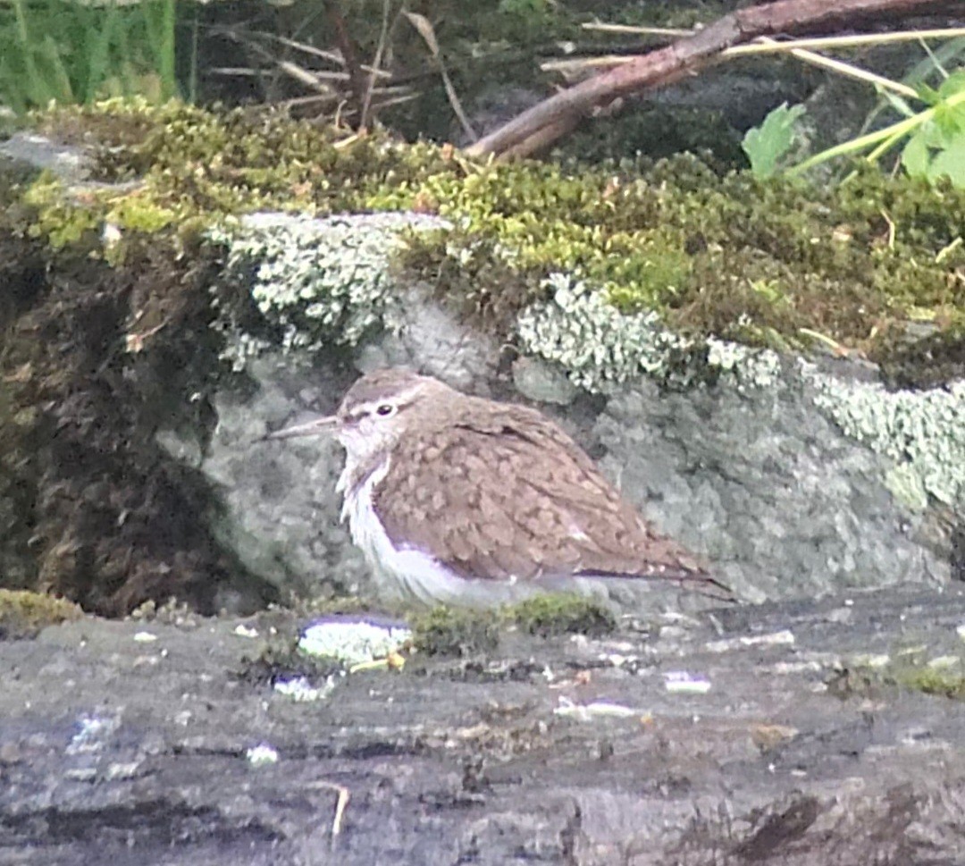 Common Sandpiper - ML636655808