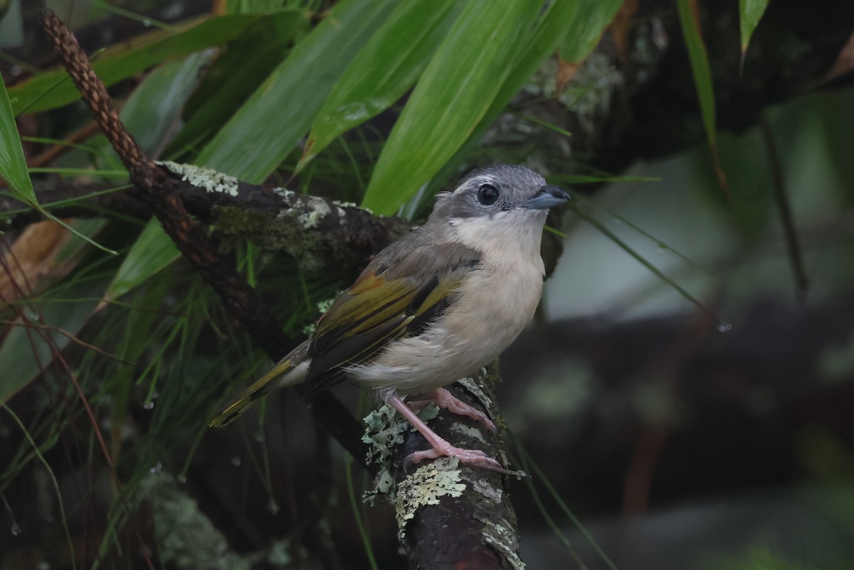 White-browed Shrike-Babbler (Blyth's) - ML636655893