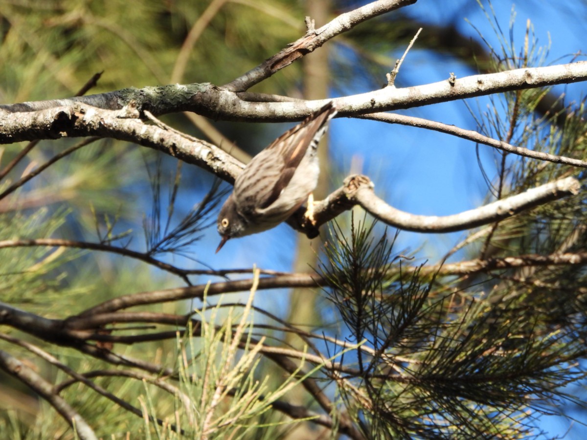 Varied Sittella - ML636655919