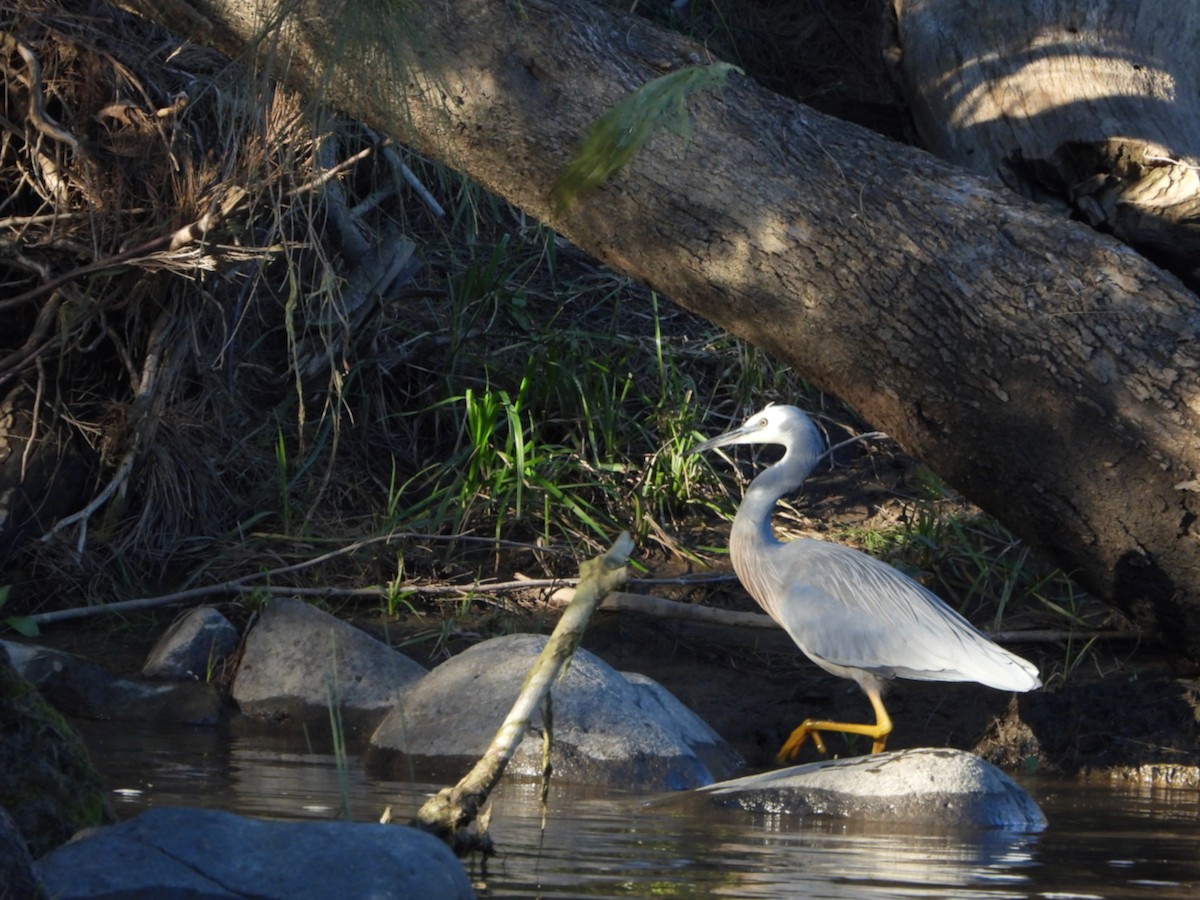 White-faced Heron - ML636655950