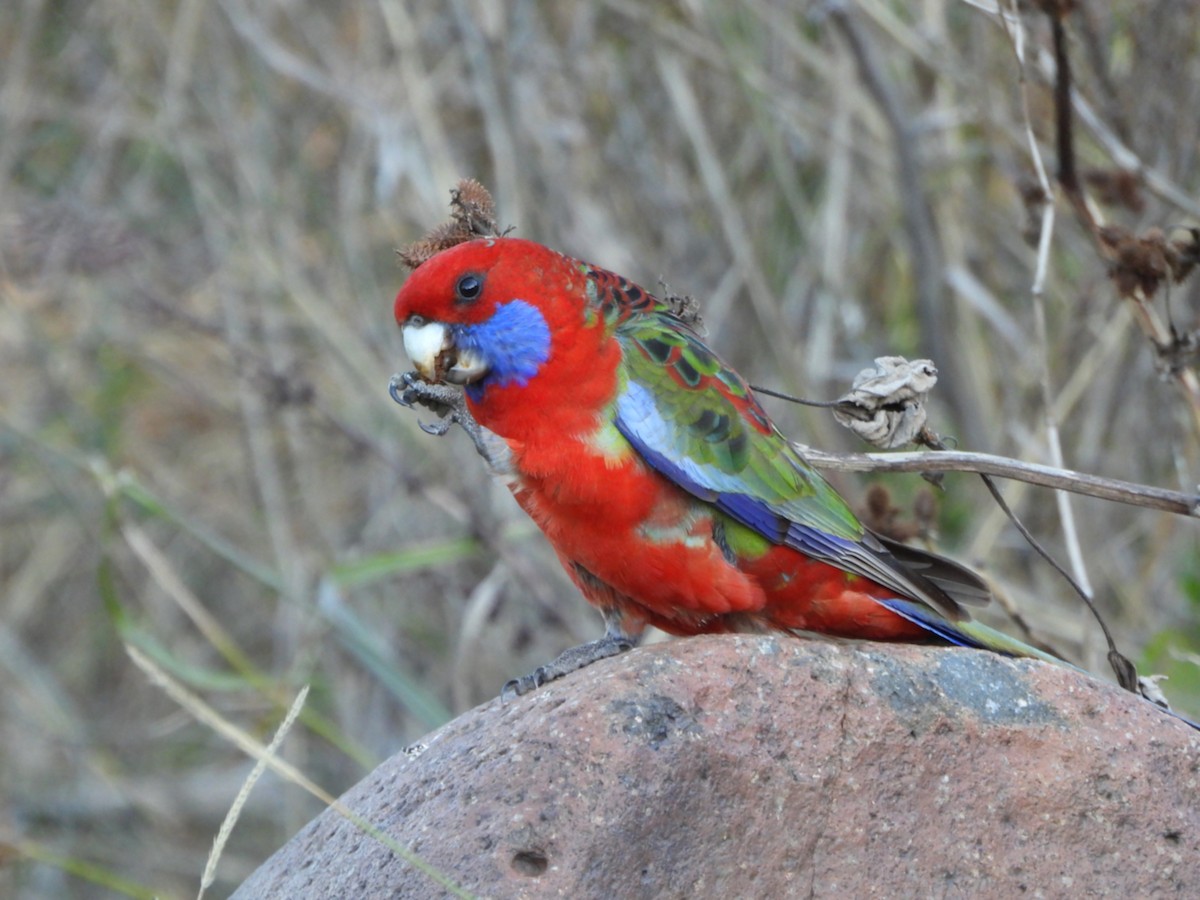 Crimson Rosella - ML636655962
