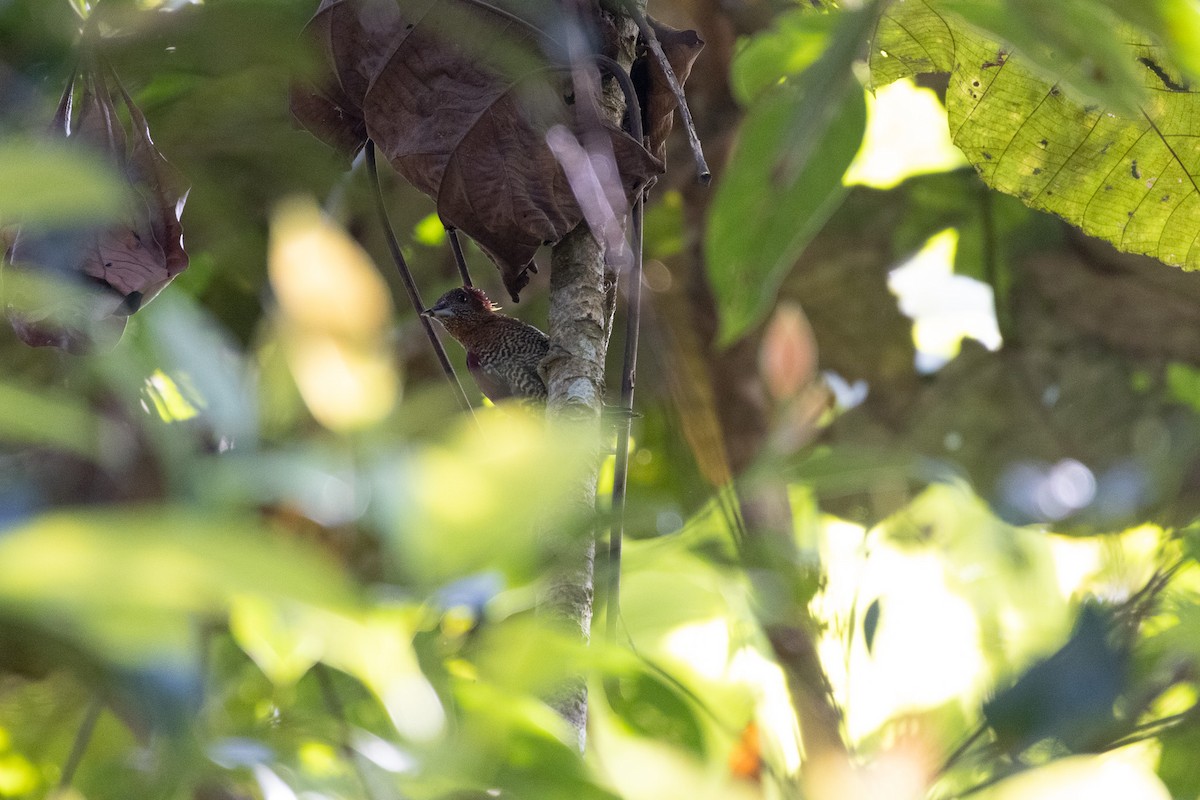 Banded Woodpecker - ML636655984