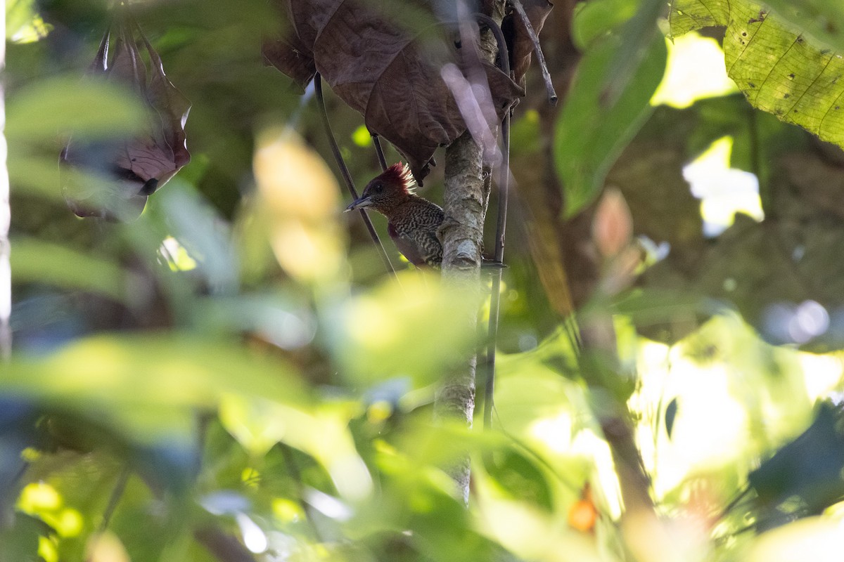 Banded Woodpecker - ML636655985