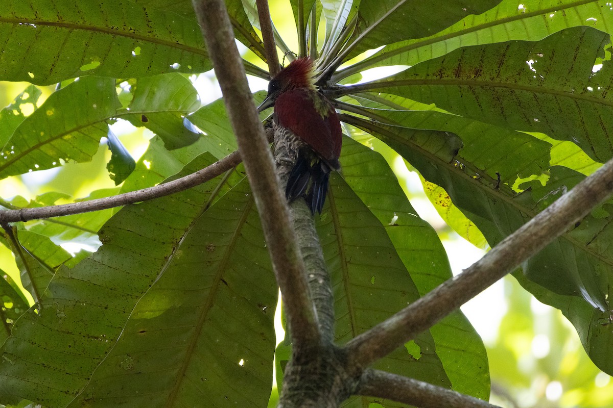 Banded Woodpecker - ML636655986
